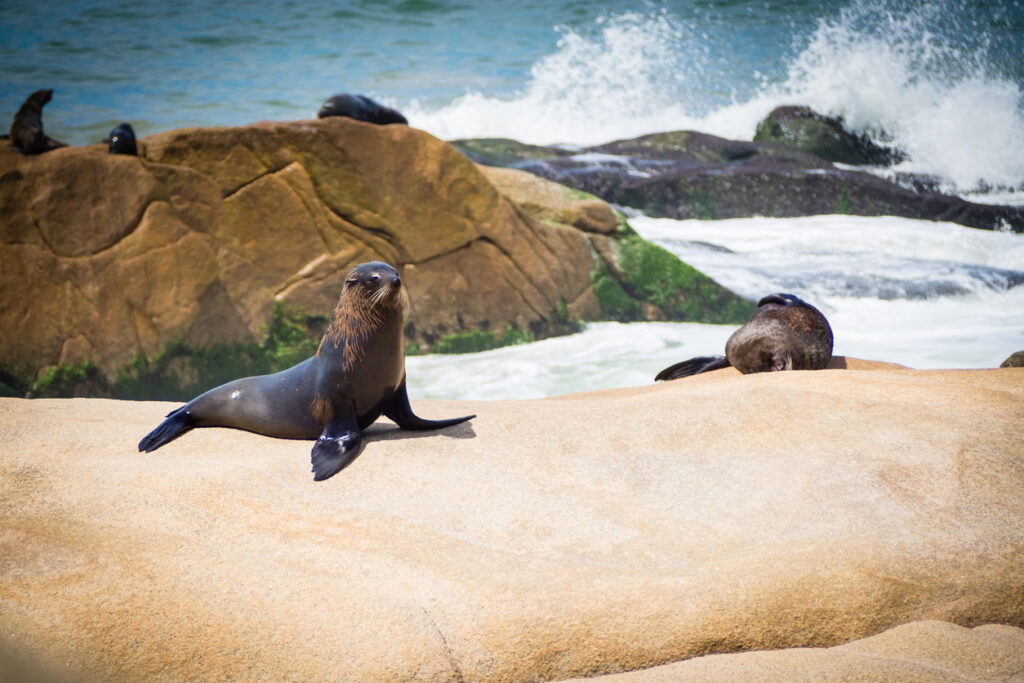 Seelöwe liegt auf einem Felsen vor der Brandung bei Cabo Polonio in Uruguay.