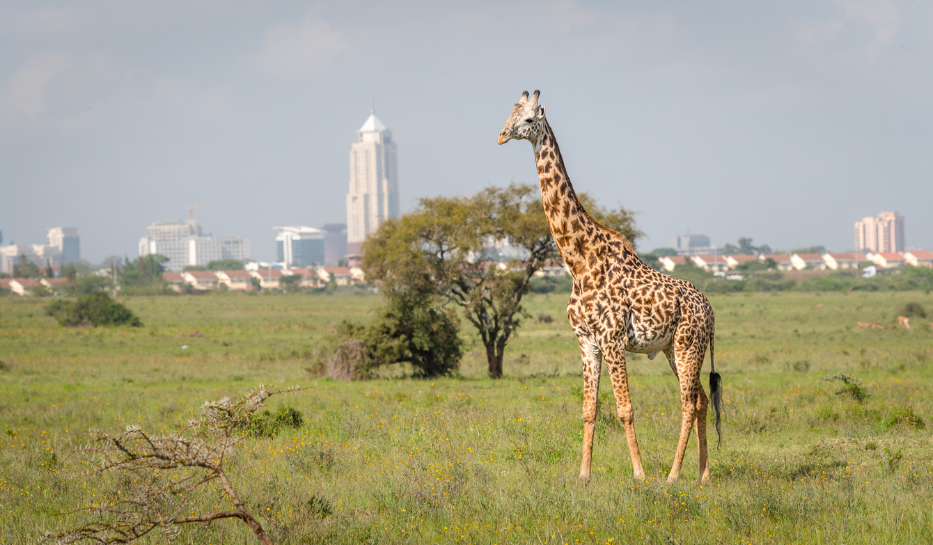 Eine Giraffe steht im Nairobi Nationalpark, dahinter sind Wohnhäuser und Hochhäuser zu sehen.