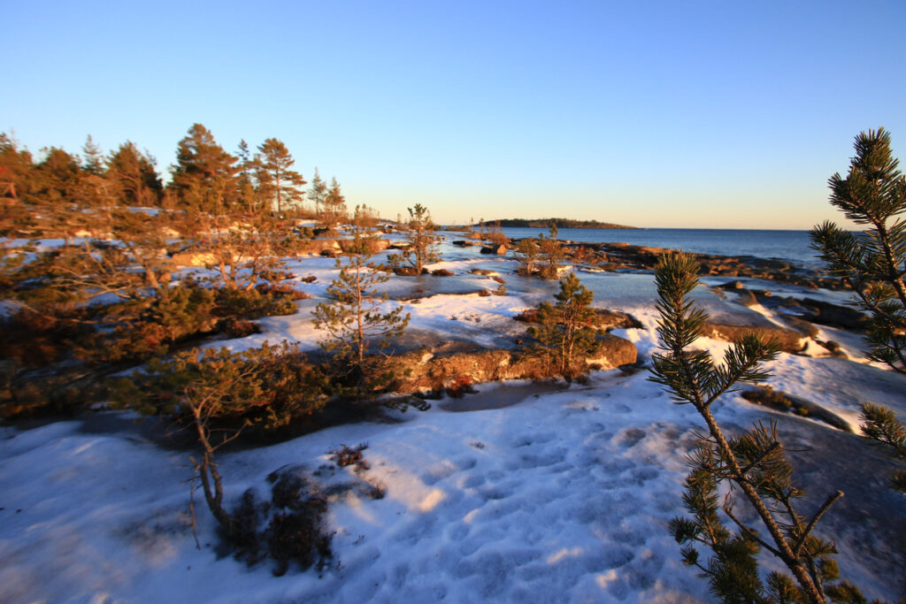 Schneebedeckte Felsen und Kiefern stehen an der Küste im Höga Kusten Gebiet.