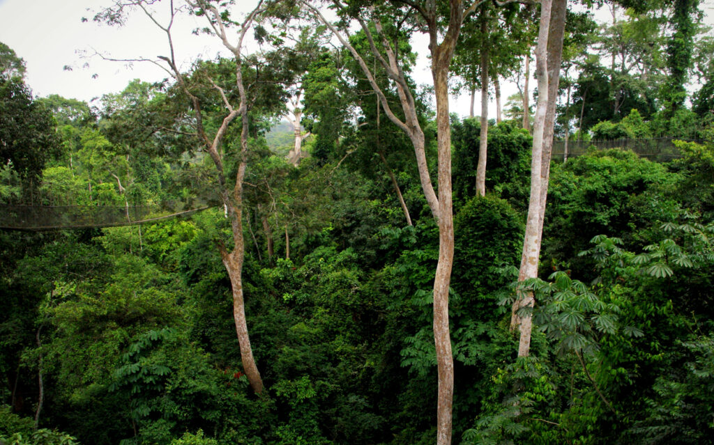 Blick auf die Baumkronen und einen schmalen Canopy Walk im dichten Regenwald des Kakum Nationalpark.