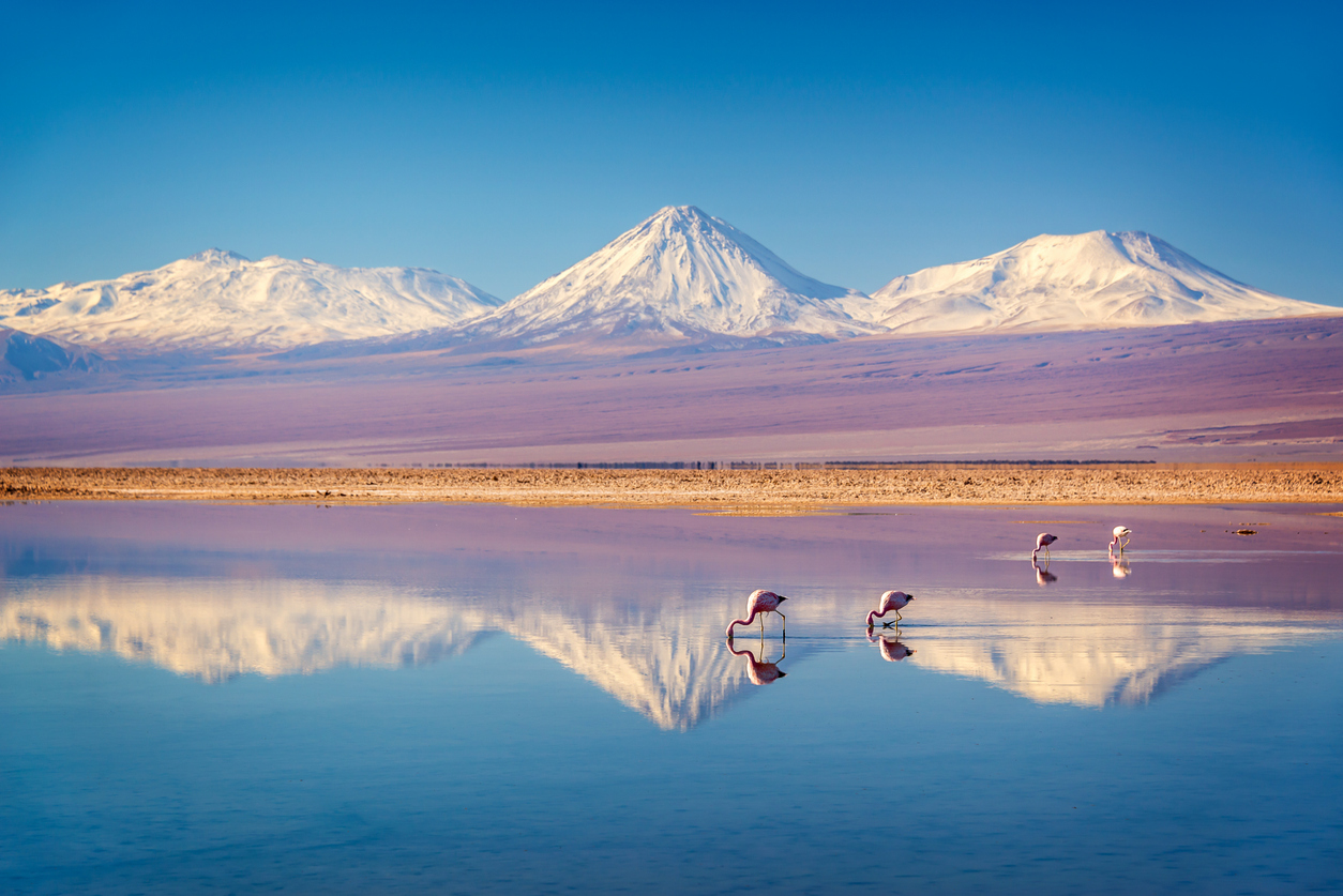 Flamingos stehen in einer Lagune nahe San Pedro de Atacama, Chile, mit schneebedeckten Vulkanen im Hintergrund.