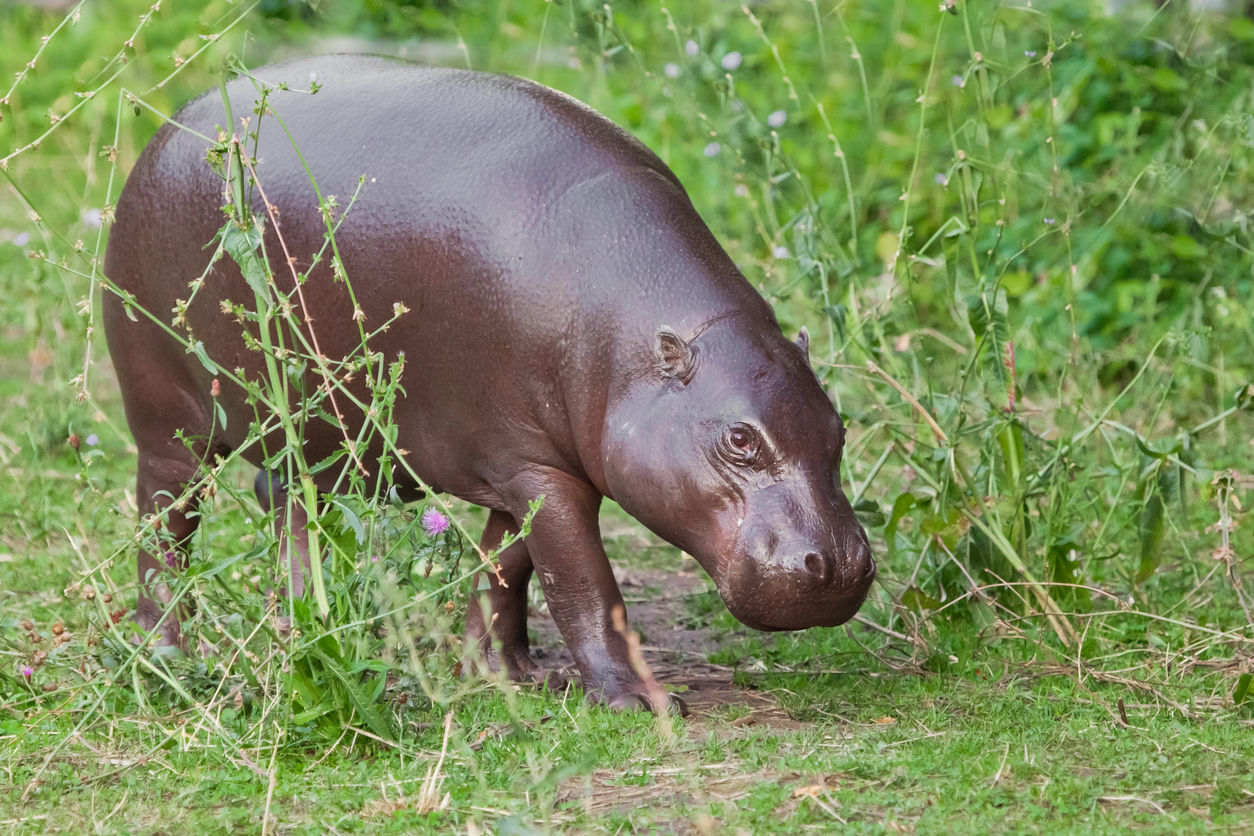 Zwergflusspferd läuft durch dichtes Gras und Sträucher in Sierra Leone.