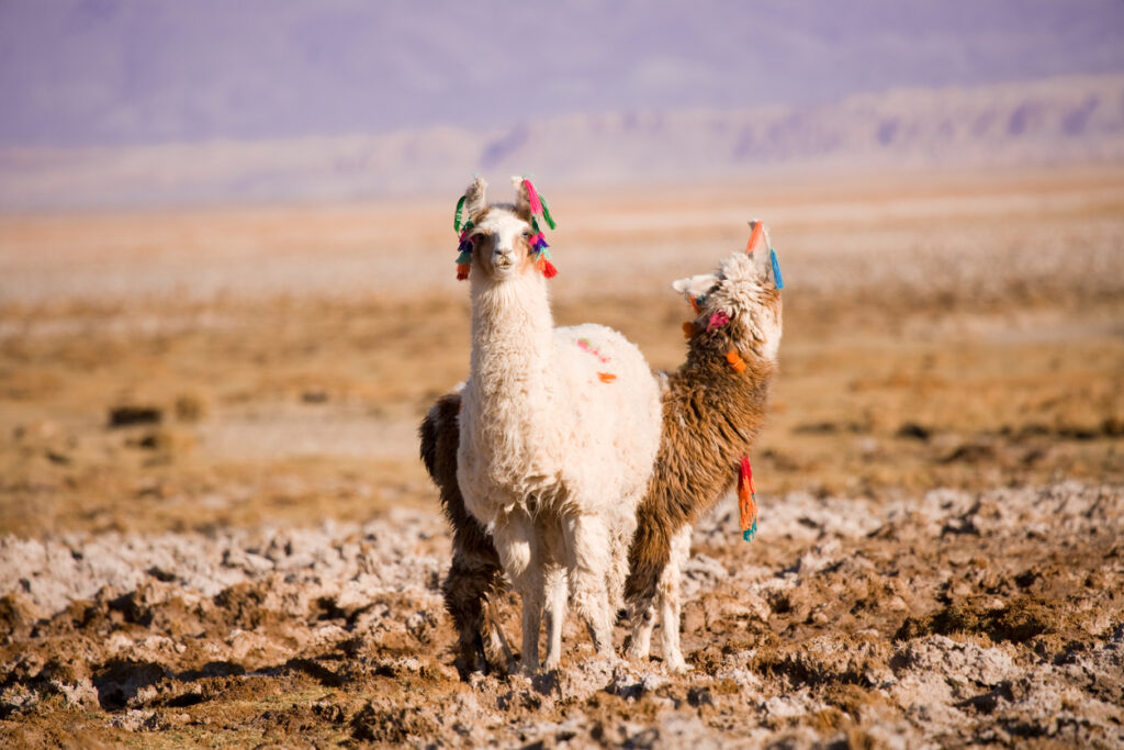 Zwei Lamas stehen in einer trockenen Ebene bei San Pedro de Atacama, Chile, mit bunten Bändern am Kopf.