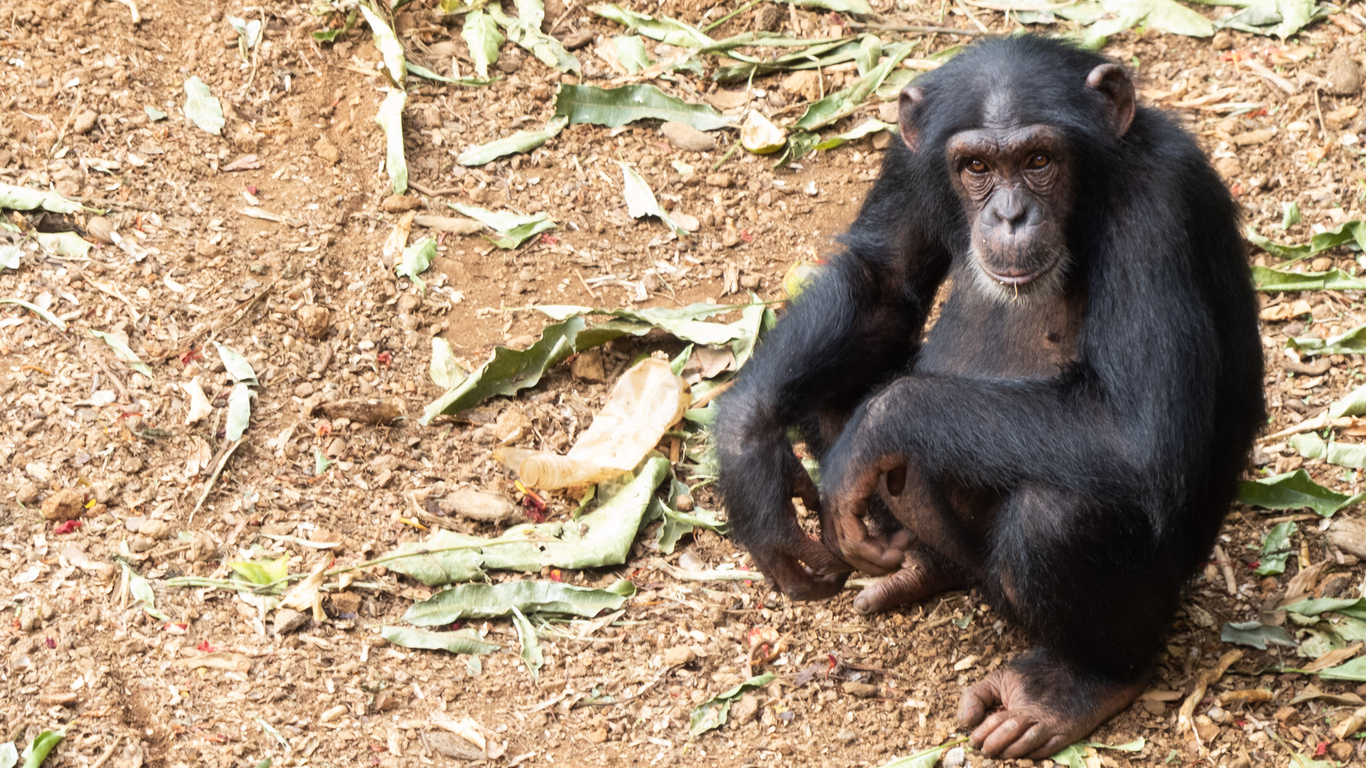 Sitzender Schimpanse schaut in die Kamera auf dem Waldboden in Sierra Leone.