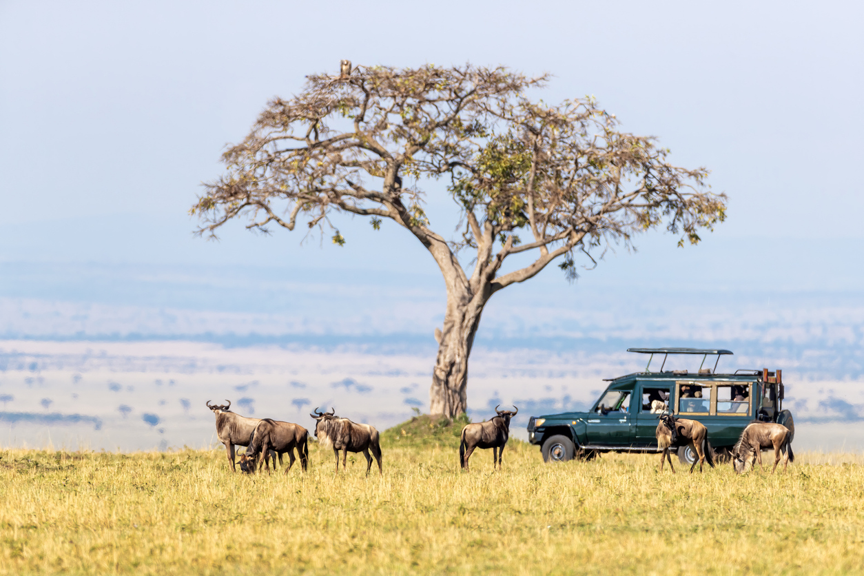 Safariwagen steht neben einer Gnuherde unter einem Baum in der Maasai Mara.