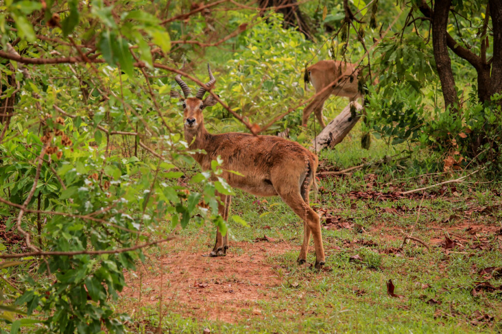 Eine Antilope steht im dichten grünen Busch des Mole National Park in Ghana und schaut direkt in die Kamera.