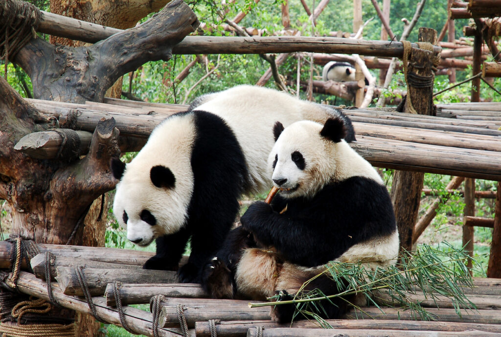 Zwei Große Pandas sitzen und klettern auf Holzplattformen im Bambusgehege in Chengdu.