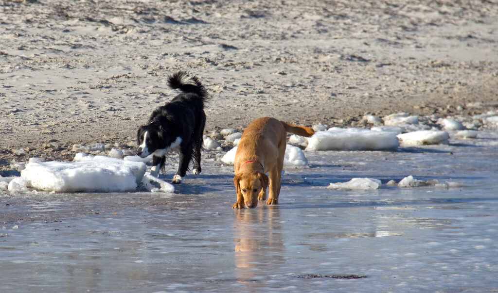 Zwei Hunde laufen über das gefrorene Ufer mit Eisschollen am Winterstrand von Scharbeutz.
