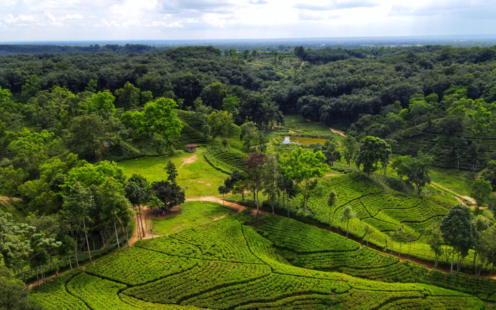 Weite, terrassierte Teefelder bei Sylhet ziehen sich in geschwungenen Linien durch die Hügellandschaft.