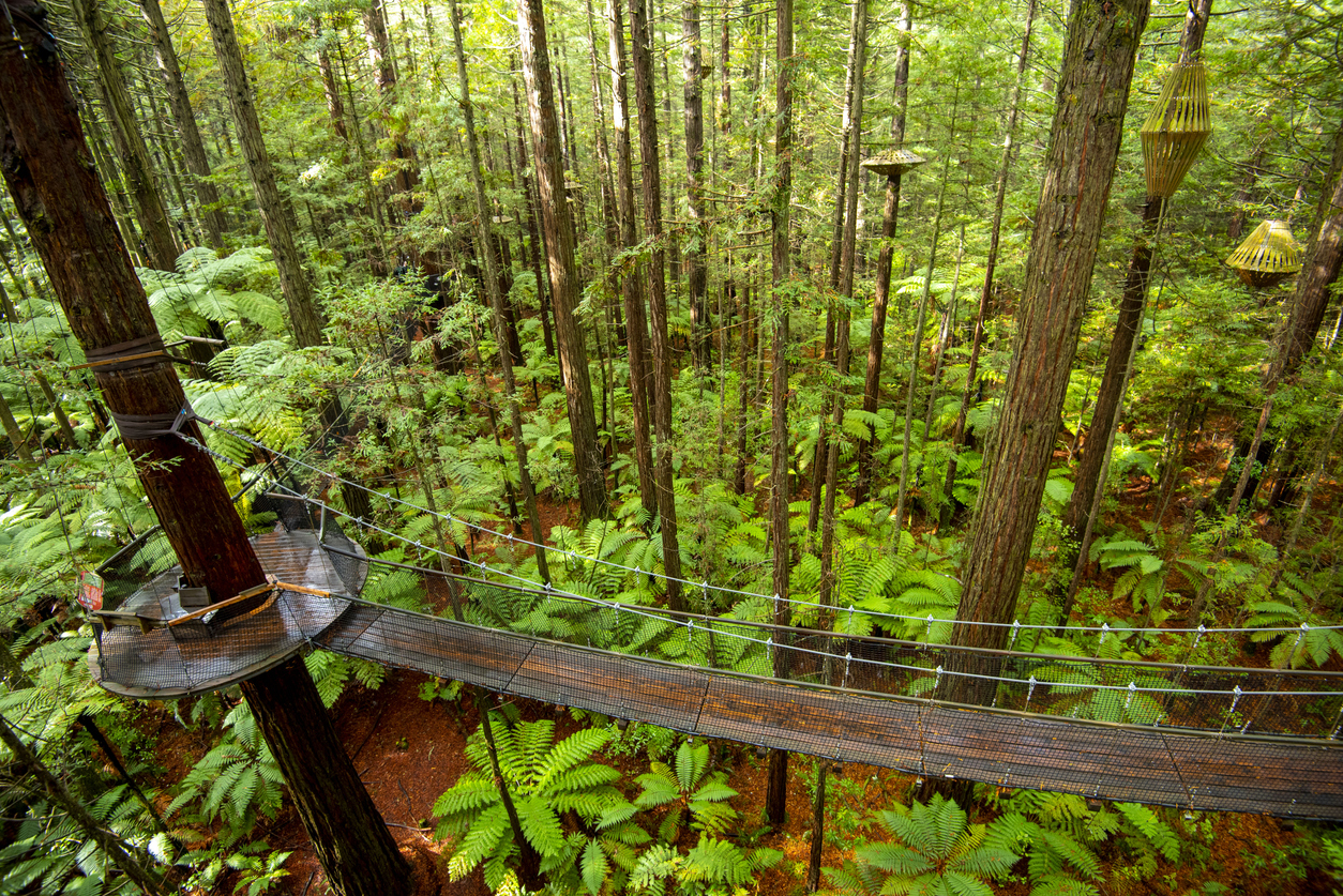 Baumwipfelpfad mit schmaler Hängebrücke im dichten Redwoods-Wald bei Rotorua.