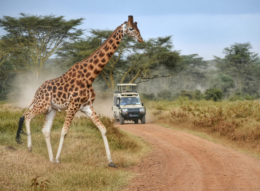 Eine Giraffe läuft vor einem Safari-Jeep über die staubige Straße der Maasai Mara.