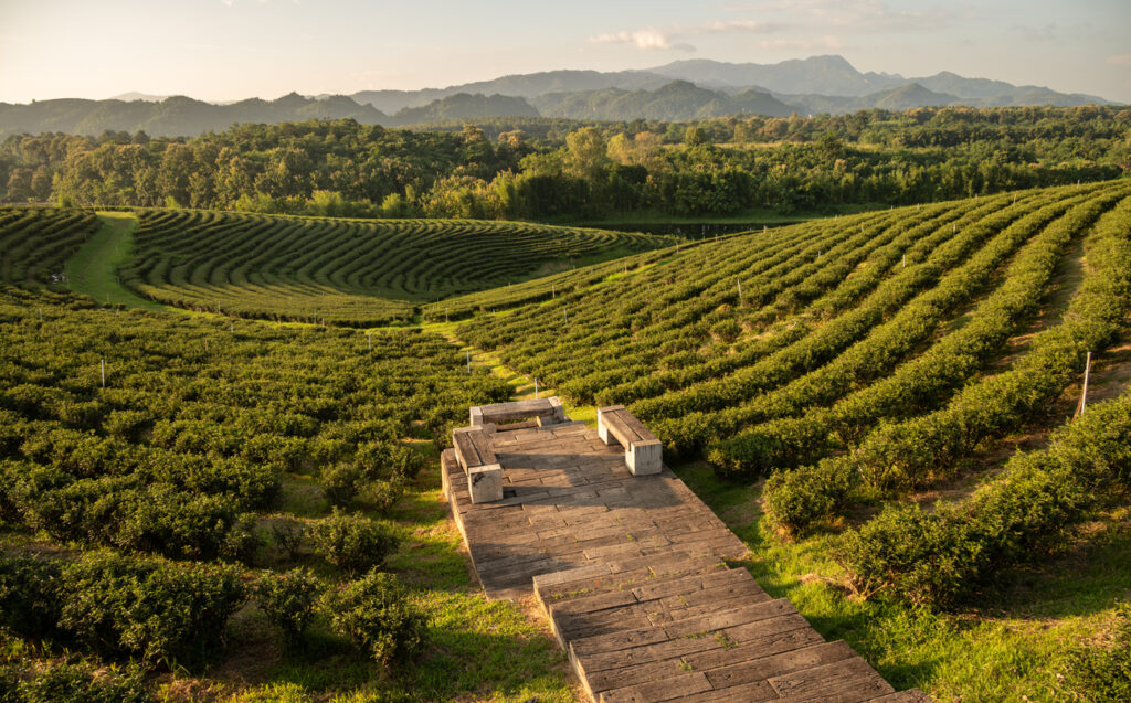 Sanft geschwungene Teeplantagen bei Chiang Rai ziehen sich in Reihen über die hügelige Landschaft.