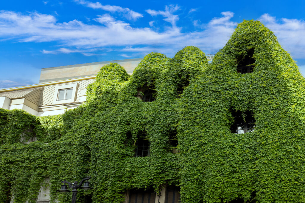 Ein Gebäude in Santiago, Chile, ist fast komplett von dichtem Efeu überwachsen.