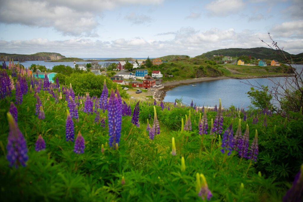Lila blühende Lupinen im Vordergrund geben den Blick frei auf die bunten Häuser und die Bucht von Trinity in Neufundland.