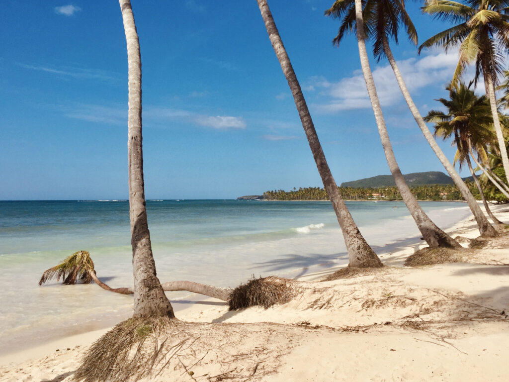 Schräg stehende Palmen säumen den hellen Sandstrand am Paradise Beach in Samaná in der Dominikanischen Republik.