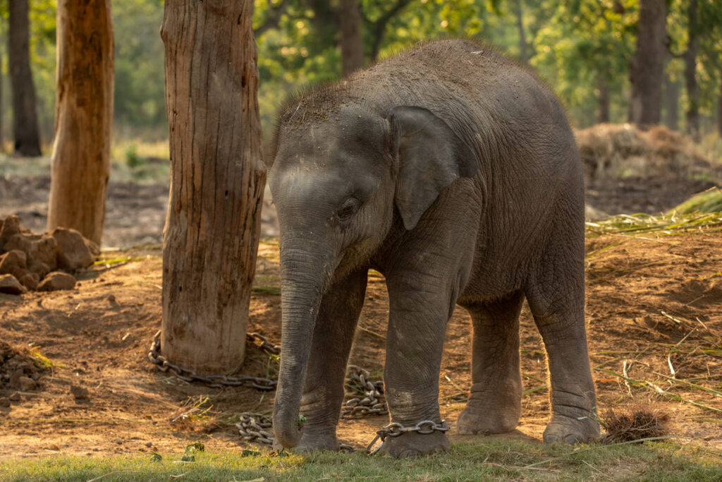 Ein junger Elefant steht angekettet zwischen Baumstämmen auf einer sandigen Lichtung im Chitwan Nationalpark in Nepal.