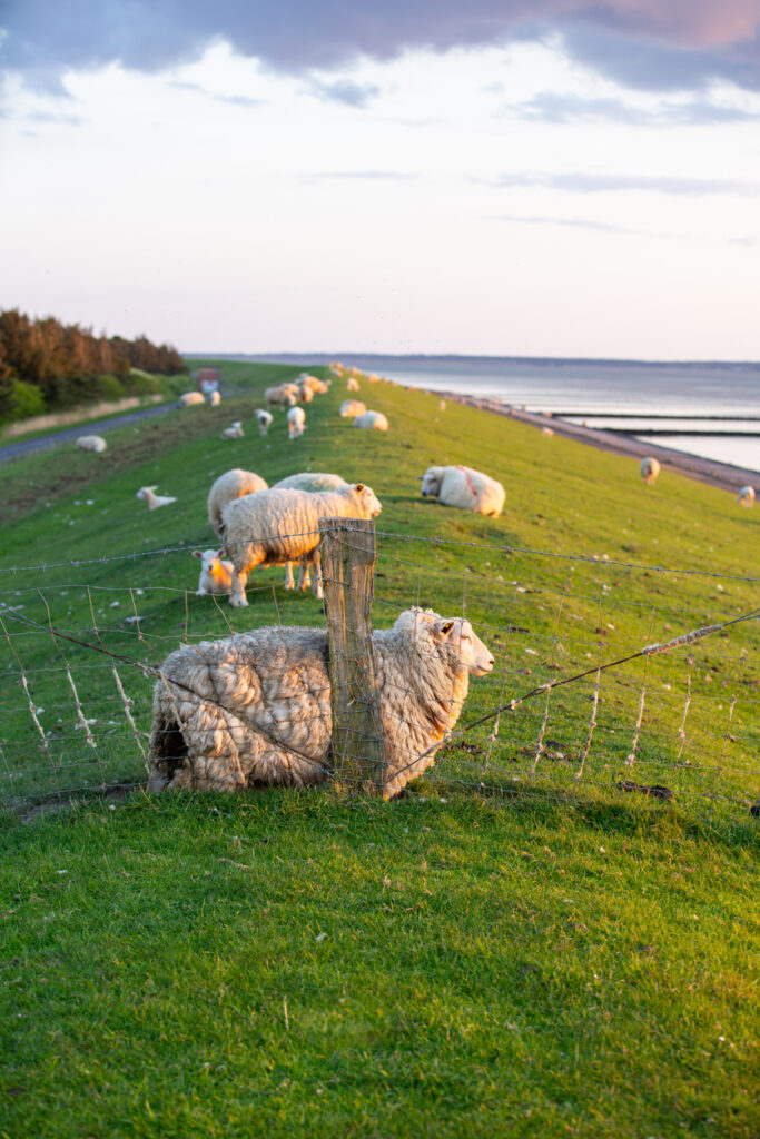 Schafe grasen auf einem grünen Deich an der Küste von Föhr.