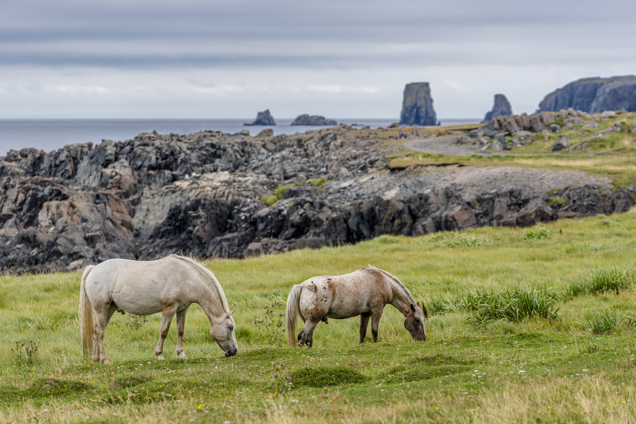Zwei Pferde grasen auf einer grünen Wiese vor der felsigen Atlantikküste bei Bonavista in Neufundland.