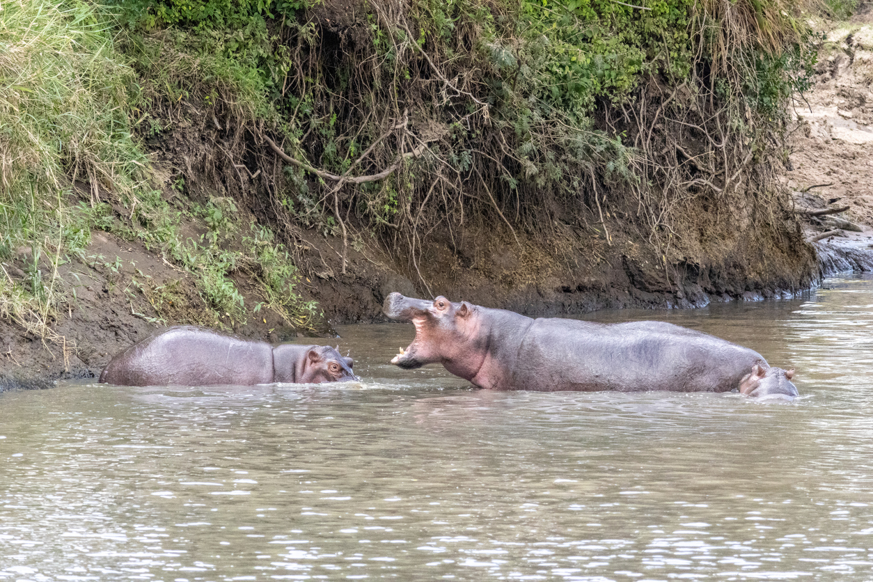 Zwei Flusspferde liegen im Fluss der Maasai Mara.