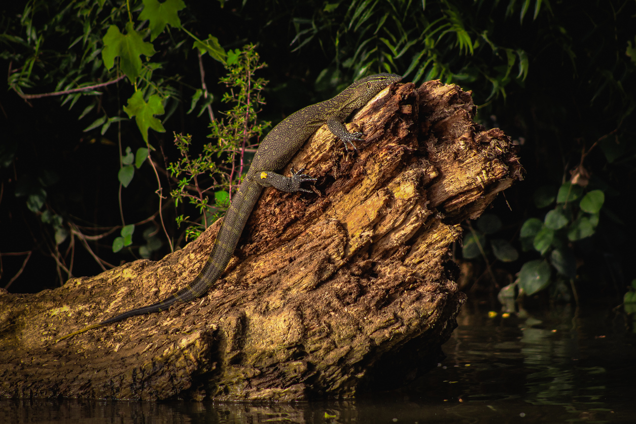 Großer Waran liegt auf einem Baumstamm über dem Wasser im Dschungel von Sierra Leone.