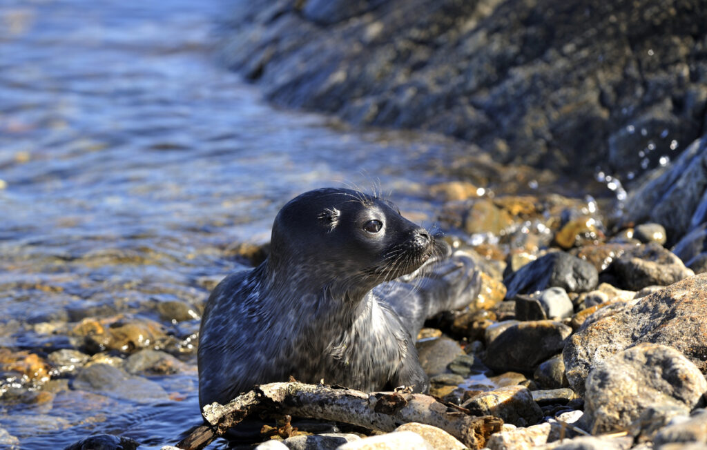 Eine Robbe schaut zwischen Steinen am Ufer des Bottnischen Meerbusens aus dem Wasser.