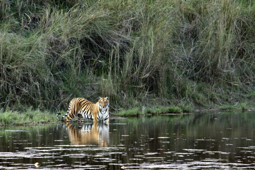 Ein Bengalischer Tiger steht am Rand eines stillen Flusslaufs im Chitwan Nationalpark in Nepal.