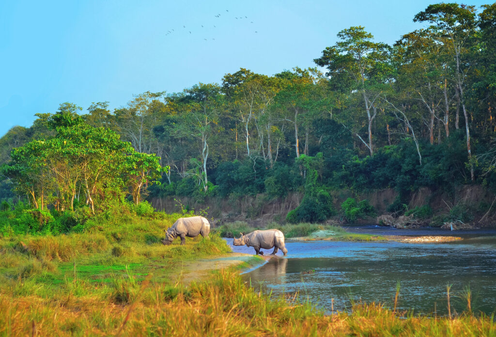 Zwei Panzernashörner grasen am grünen Flussufer vor dichtem Dschungel im Chitwan Nationalpark in Nepal.