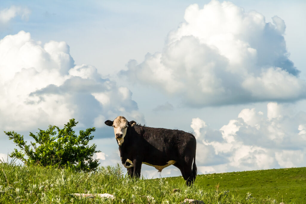 Schwarzweißes Rind steht im grünen Gras der Flint Hills vor hohen weißen Wolken.