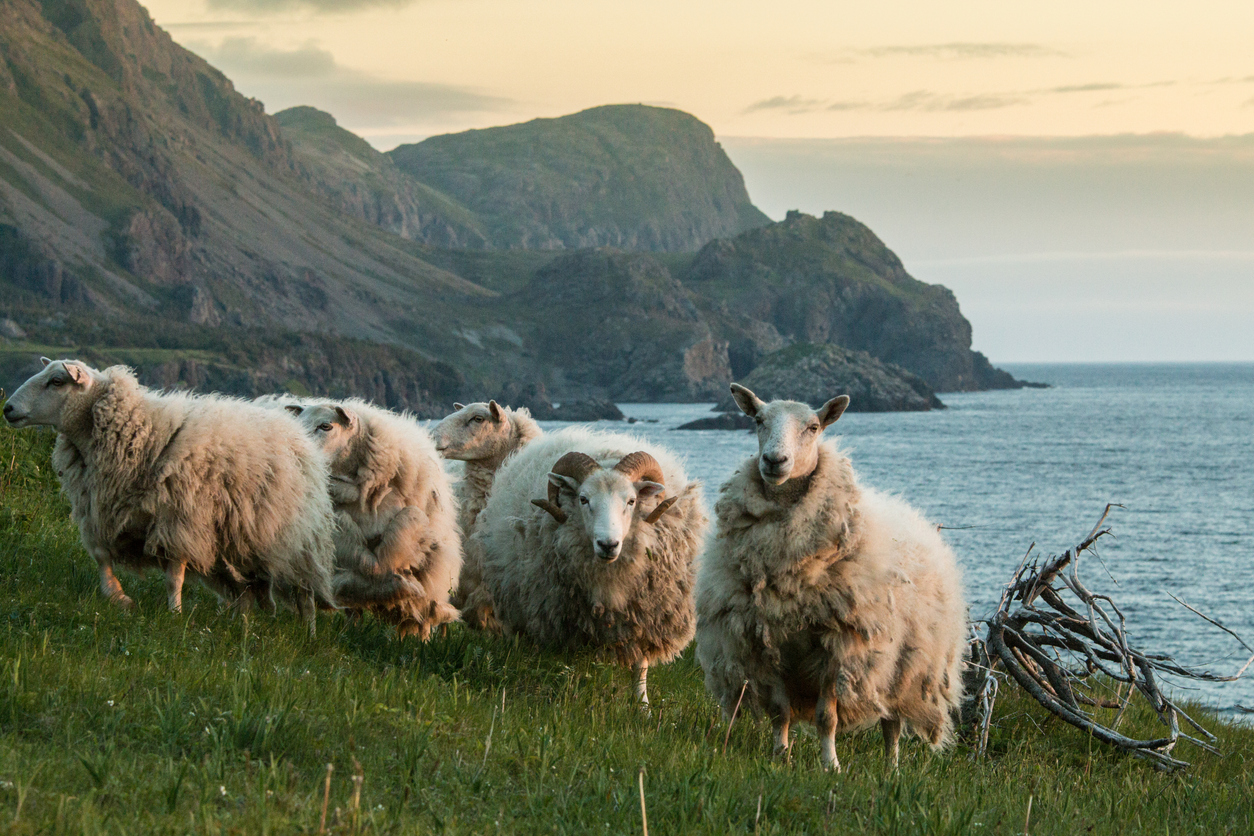 Gruppe weißer Schafe steht auf einer Wiese über den Klippen im Gros Morne in Neufundland.
