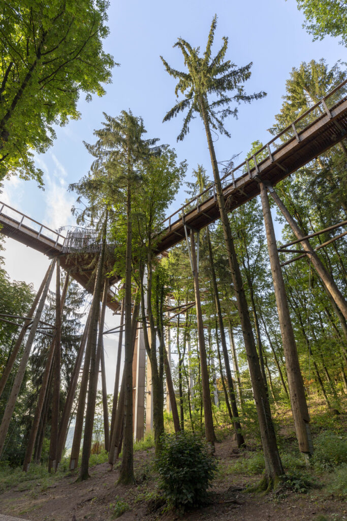 Hoher Holzsteg führt durch die Baumkronen im Wald bei Mettlach.