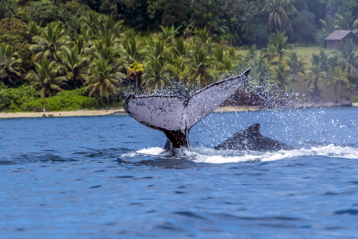 Eine Walfluke taucht aus dem Wasser auf und spritzt Gischt vor einer palmengesäumten Küste.