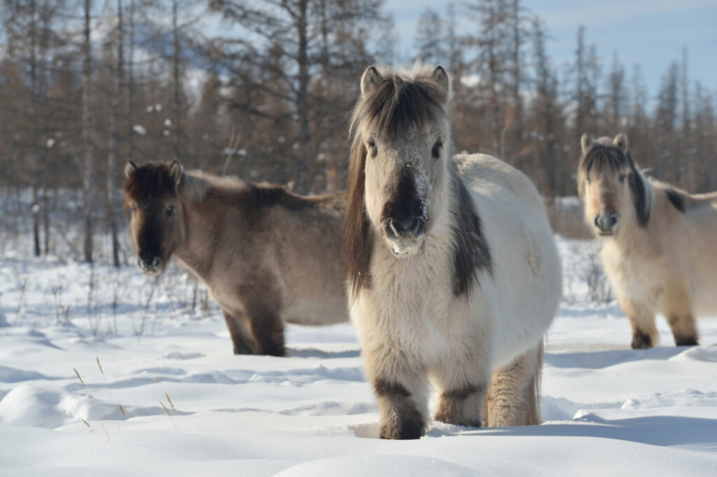 Drei robuste Pferde stehen im tiefen Schnee in der Umgebung von Oimjakon.