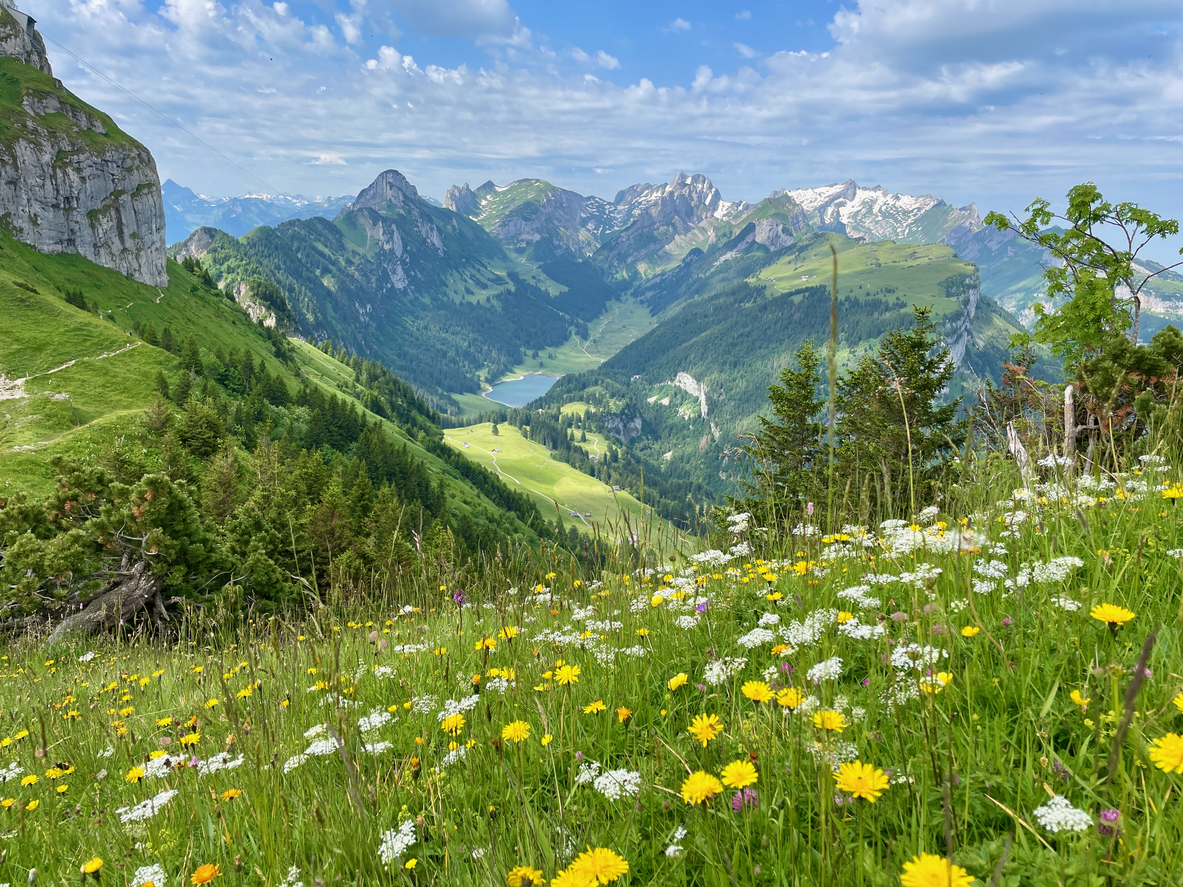 Eine blühende Bergwiese führt den Blick in ein grünes Tal mit See und schroffen Gipfeln im Hintergrund.
