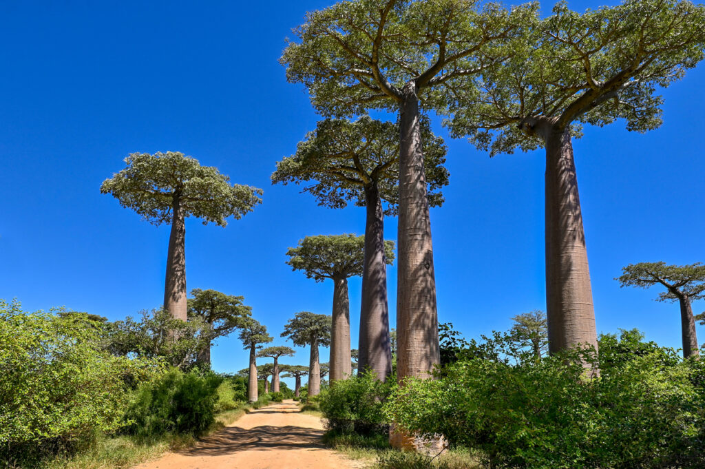 Riesige Baobab-Bäume stehen beidseitig eines breiten Sandwegs unter tiefblauem Himmel.