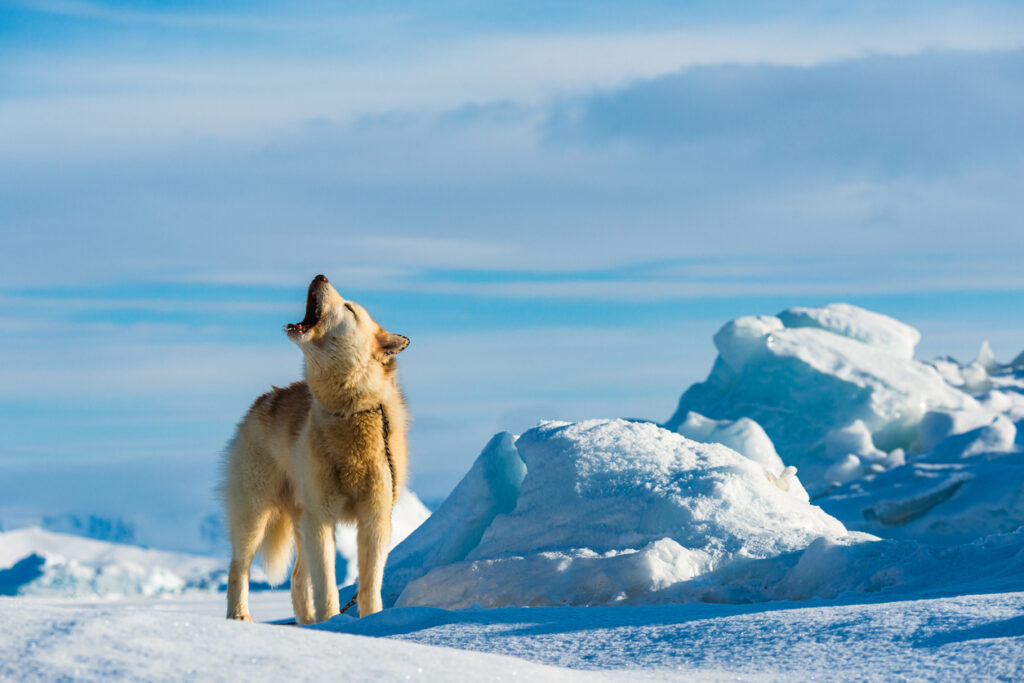 Ein angeleinter Hund steht im Schnee neben Eisblöcken und heult.