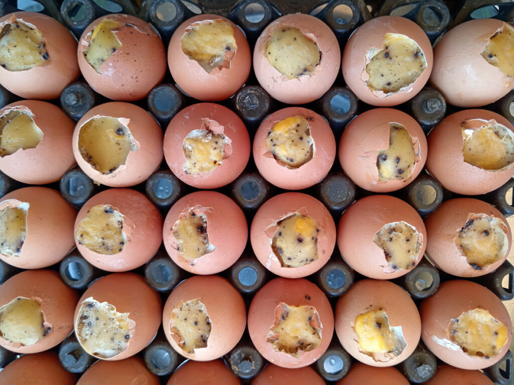 Mehrere braune Eier sind oben aufgebrochen und zeigen die helle Füllung in einer schwarzen Eierablage.