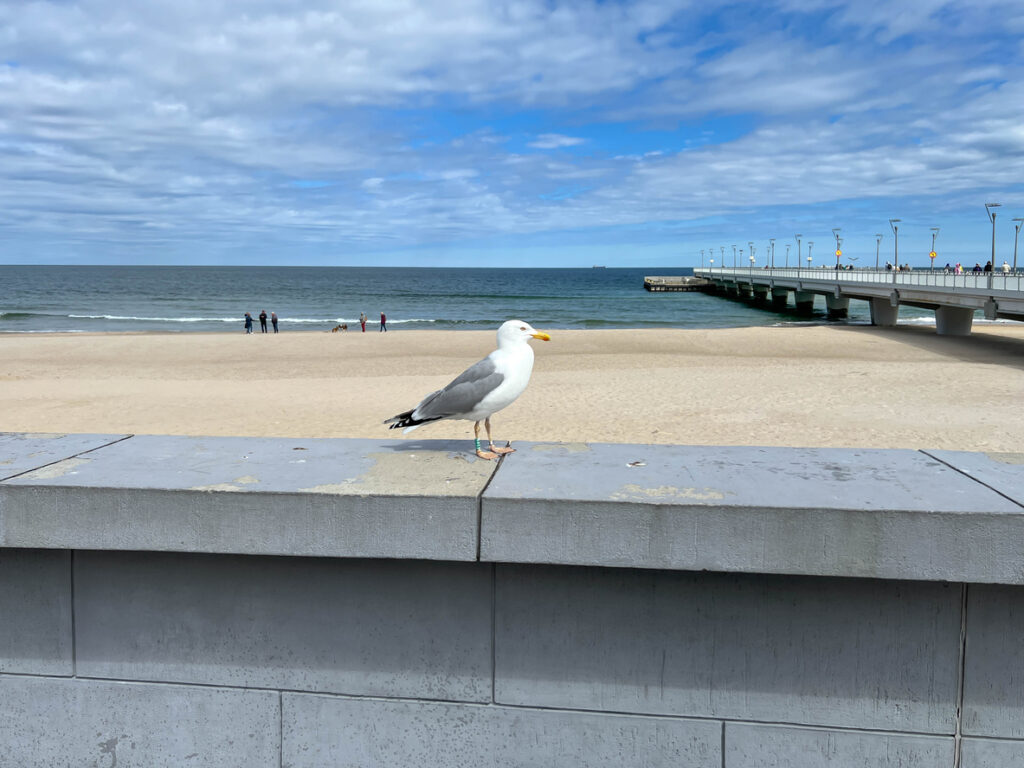 Eine Möwe steht auf einer Mauer vor dem breiten Sandstrand und dem langen Pier in Kolberg.