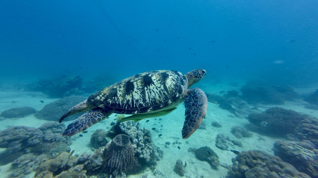 Eine Meeresschildkröte schwimmt über einem Korallenriff im klaren Wasser vor Sansibar.