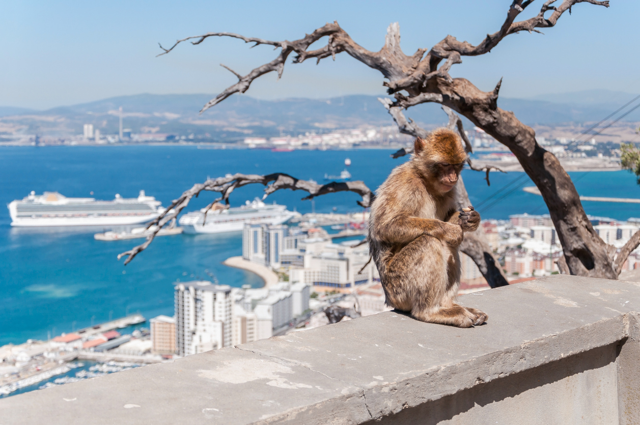 Ein Berberaffe sitzt in Gibraltar auf einer Mauer mit Blick auf den Hafen und die Bucht.