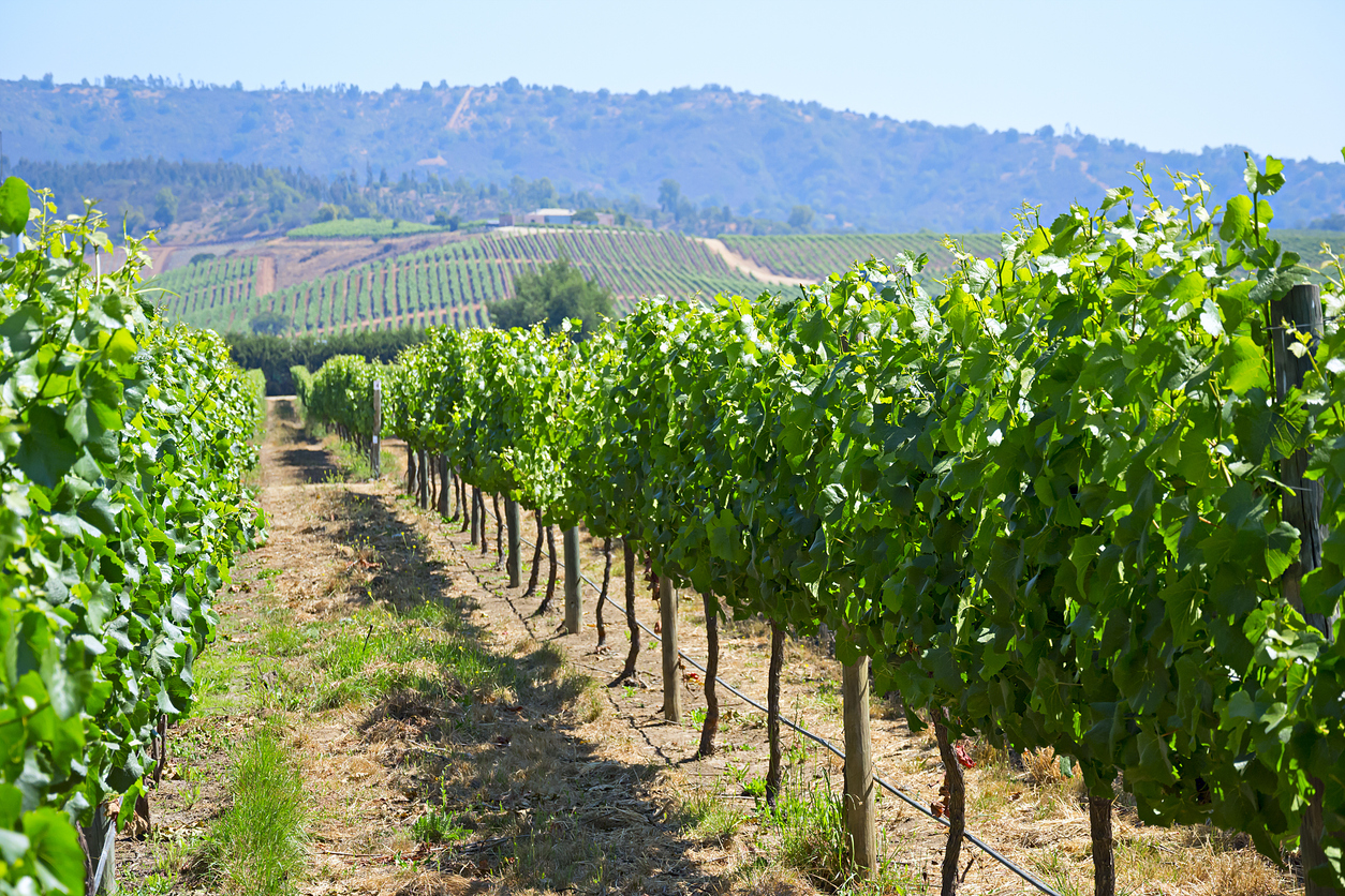 Weinberge mit langen Rebenreihen im Hinterland von Casablanca an einem sonnigen Tag.