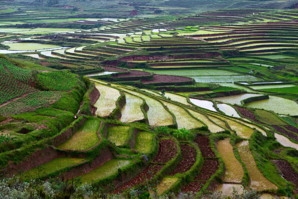 Grüne Terrassenfelder ziehen sich in sanften Linien durch das Hochland von Madagaskar.