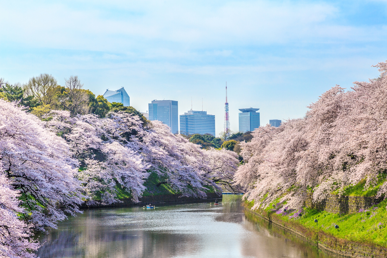 Kirschblüten säumen einen Kanal in Tokyo, dahinter ragen Hochhäuser und ein Turm in den Himmel.