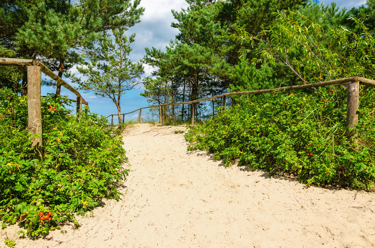Ein sandiger Pfad führt zwischen Dünenpflanzen und Kiefern zum Strand in Kolberg.