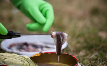 Eine Hand mit Handschuh hält ein Stück Surströmming mit einem Messer über der geöffneten Dose.