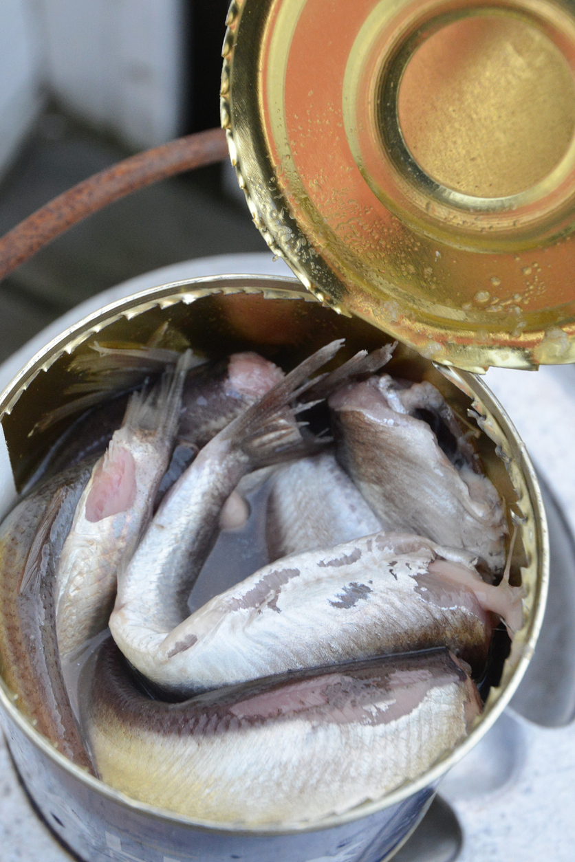 Eine geöffnete Konservendose zeigt Surströmming-Fische, die in Flüssigkeit liegen.