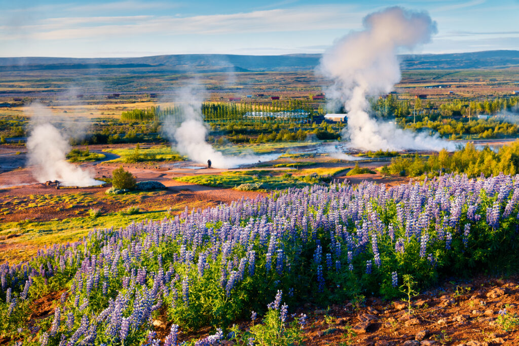 Heiße Quellen und Geysire dampfen in einer weiten Ebene mit violetten Blumen.