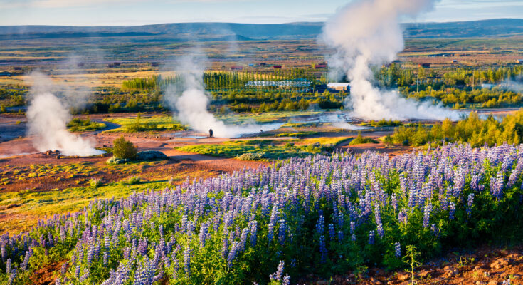 Heiße Quellen und Geysire dampfen in einer weiten Ebene mit violetten Blumen.
