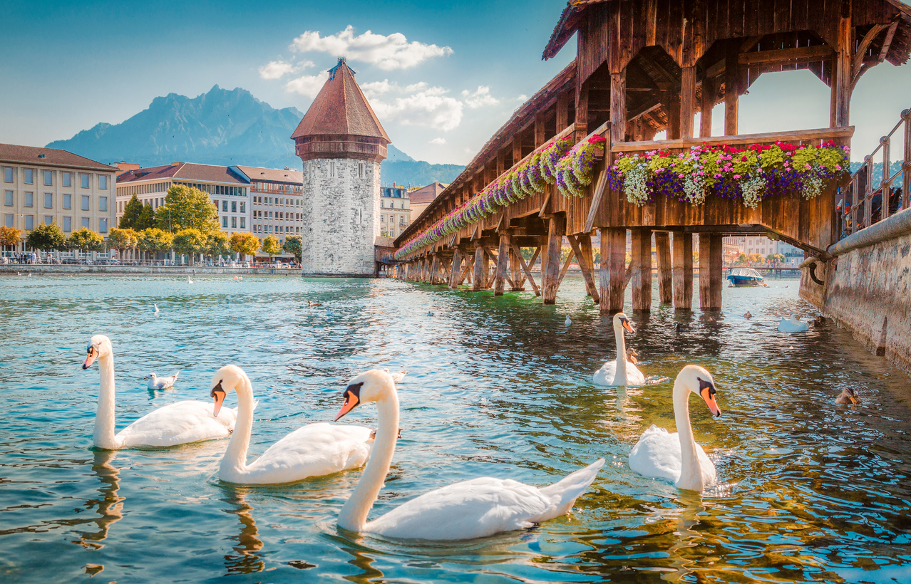 Schwäne schwimmen vor der Kapellbrücke und dem Wasserturm in Luzern bei blauem Himmel.
