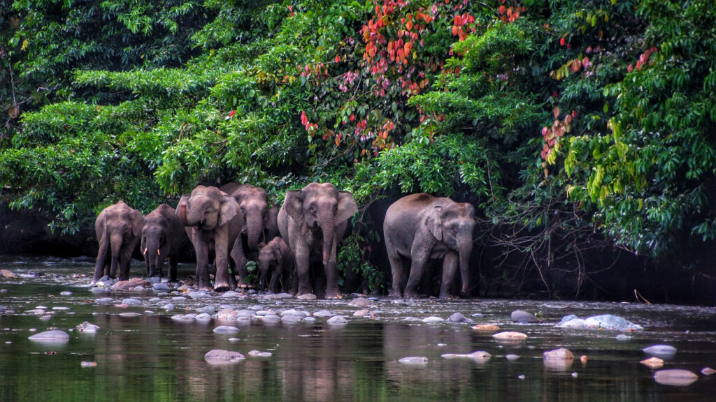 Mehrere Elefanten stehen dicht beieinander am Flussrand vor dichtem Regenwald auf Borneo.