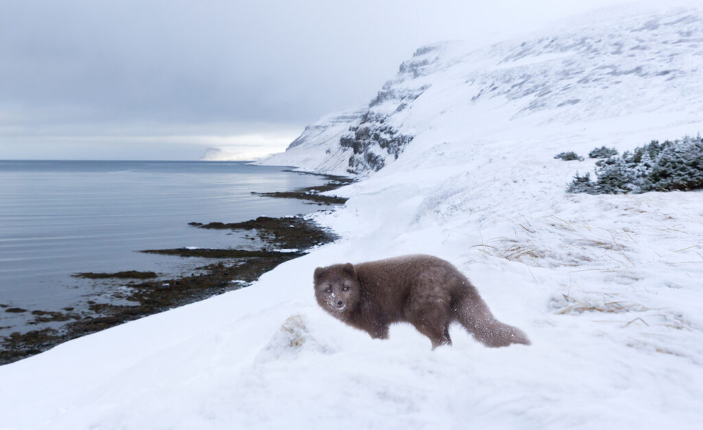 Ein Polarfuchs steht in Island im Schnee, im Hintergrund liegen Meer und verschneite Küstenhänge.